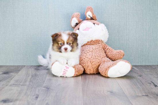 Fluffy Pomeranian Purebred Puppy