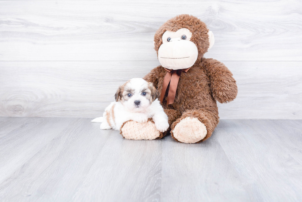 Teddy Bear Pup Being Cute