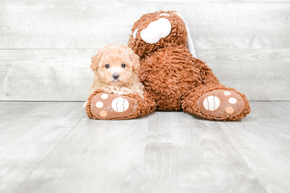 Maltipoo Puppy for Adoption