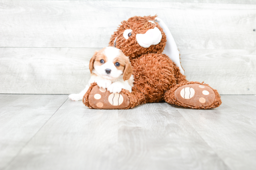 Popular Cavalier King Charles Spaniel Purebred Pup