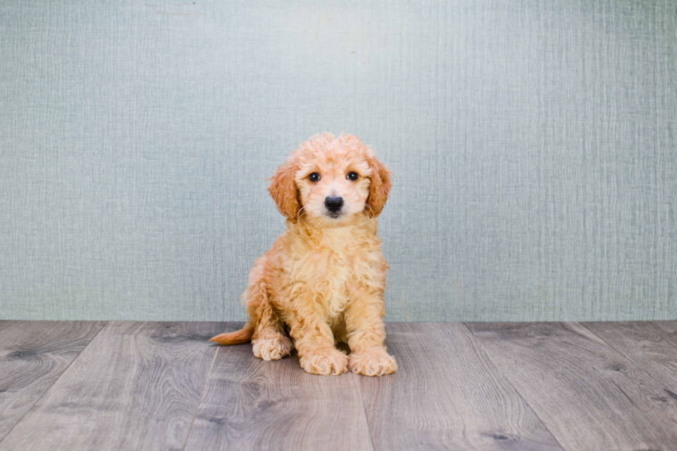 Mini Goldendoodle Pup Being Cute