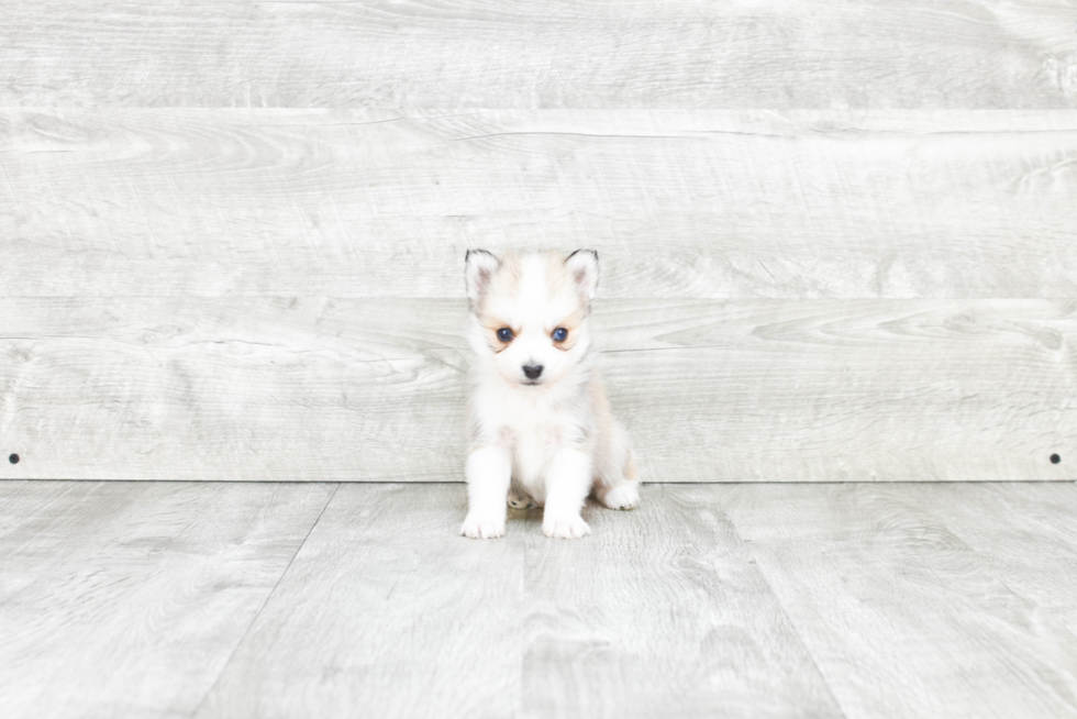 Friendly Pomsky Baby