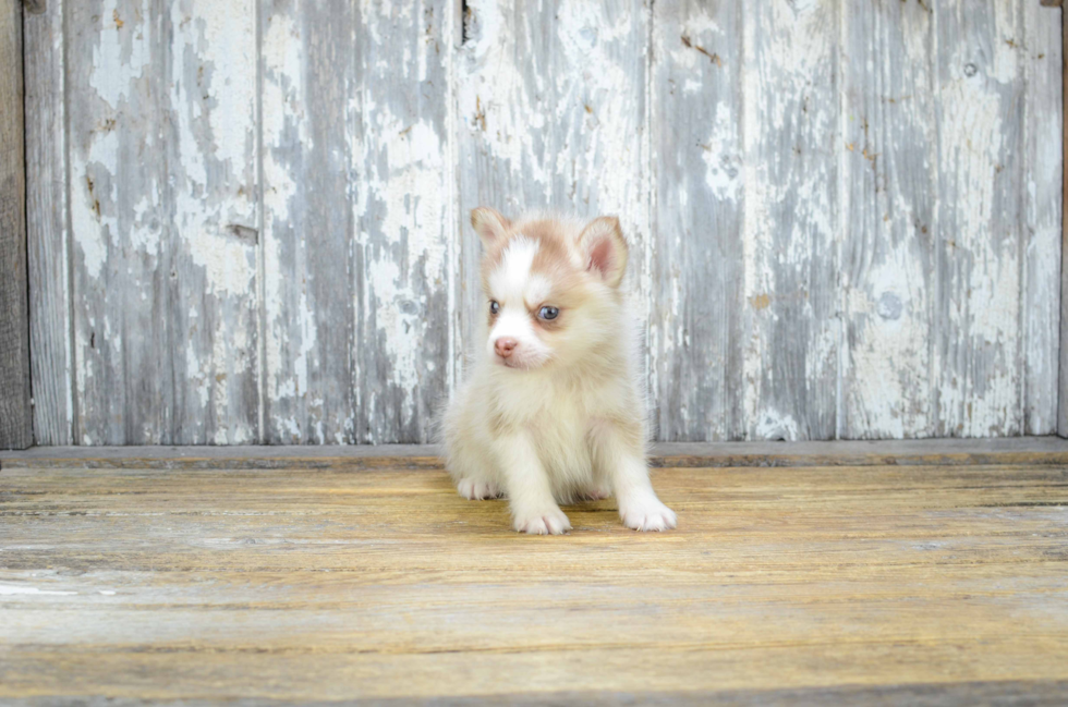 Hypoallergenic Mini Husky Designer Puppy