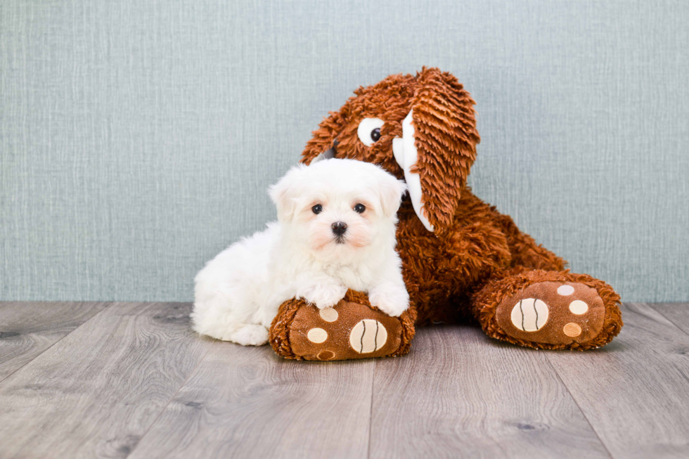 Meet Misty - our Maltipoo Puppy Photo 