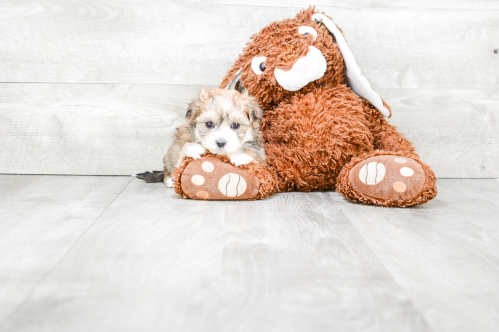 Maltipoo Puppy for Adoption