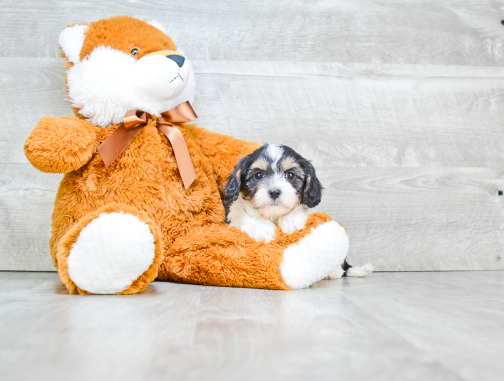 Friendly Cavapoo Baby