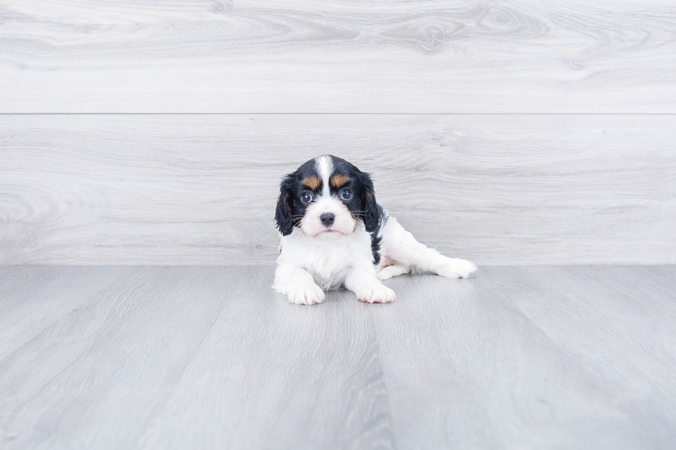 Cavalier King Charles Spaniel Pup Being Cute