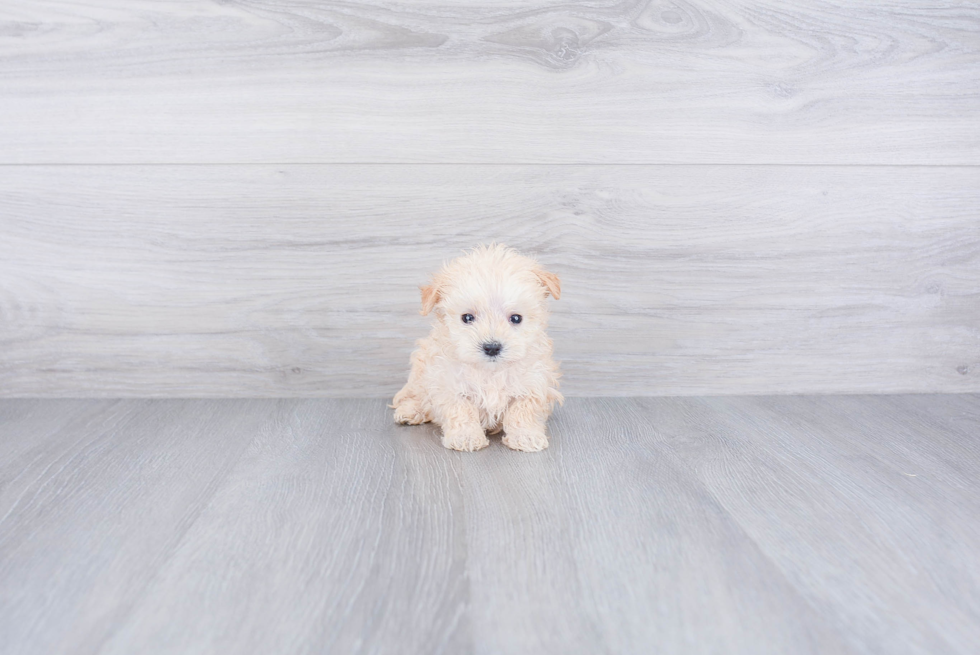 Maltipoo Pup Being Cute