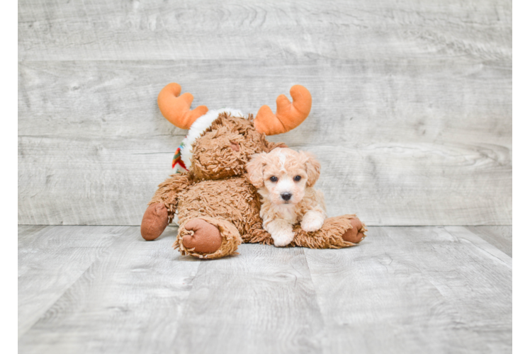 Fluffy Maltipoo Poodle Mix Pup