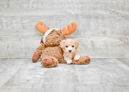 Fluffy Maltipoo Poodle Mix Pup