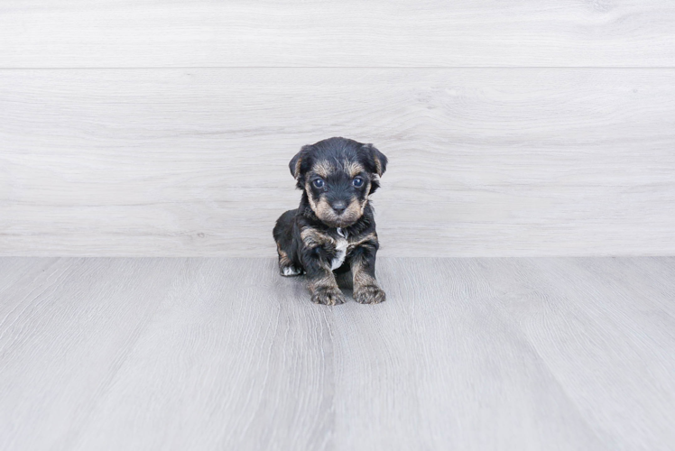 Smart Yorkie Poo Poodle Mix Pup