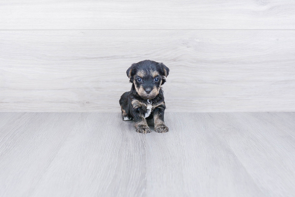 Smart Yorkie Poo Poodle Mix Pup