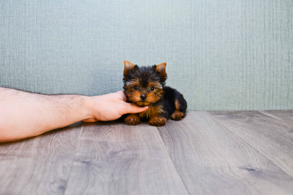 Meet Heidi - our Yorkshire Terrier Puppy Photo 