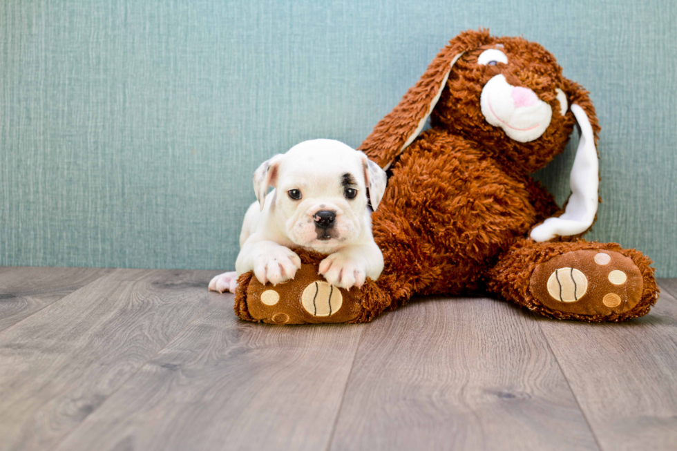 Best English Bulldog Baby