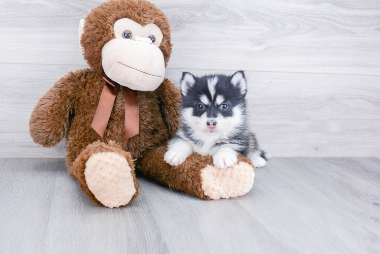Energetic Mini Husky Designer Puppy