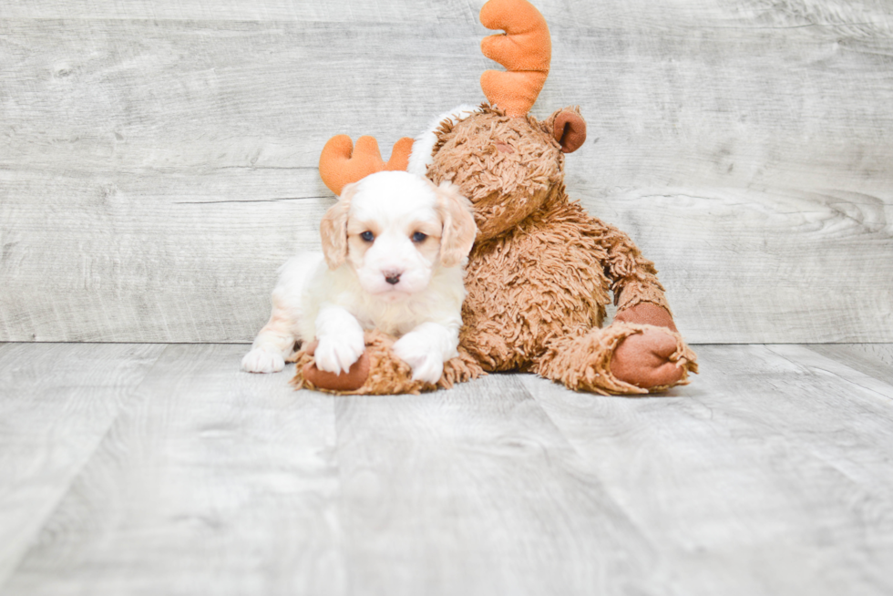 Best Cavapoo Baby