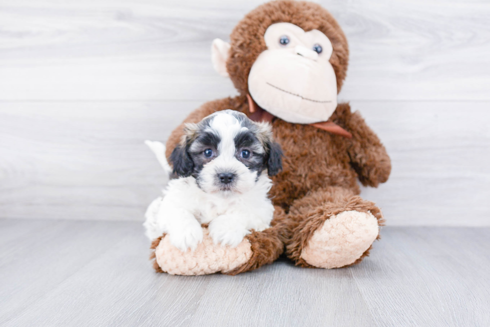 Best Teddy Bear Baby