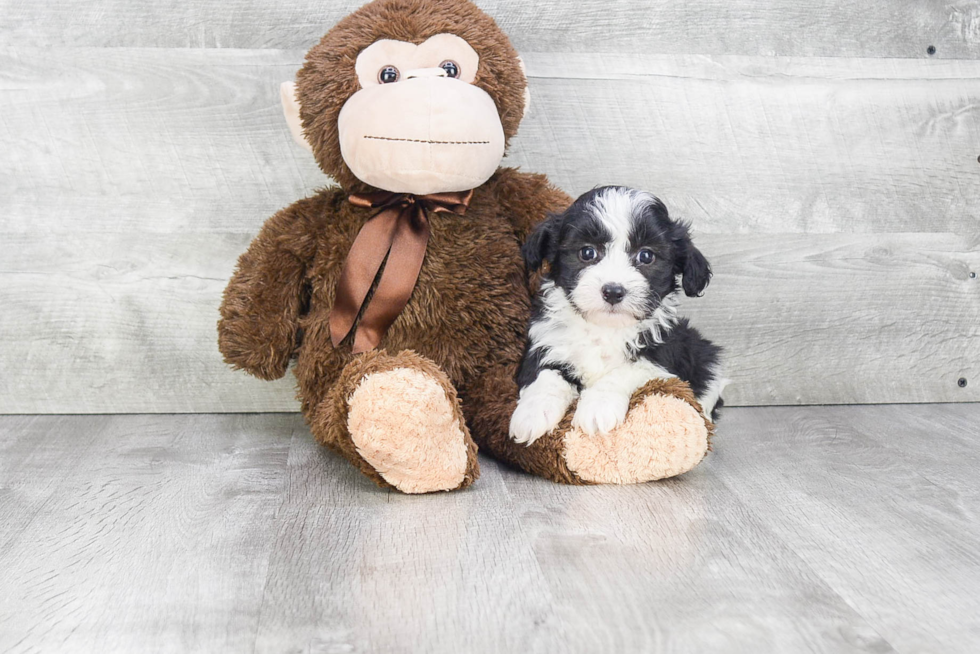 Fluffy Havanese Purebred Puppy