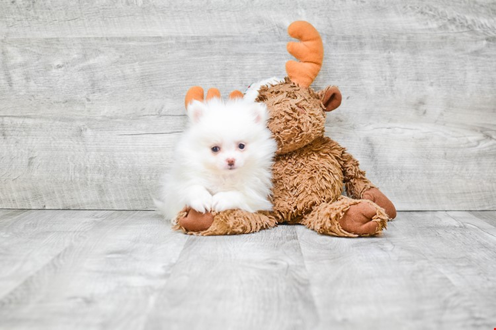 Smart Pomeranian Purebred Puppy