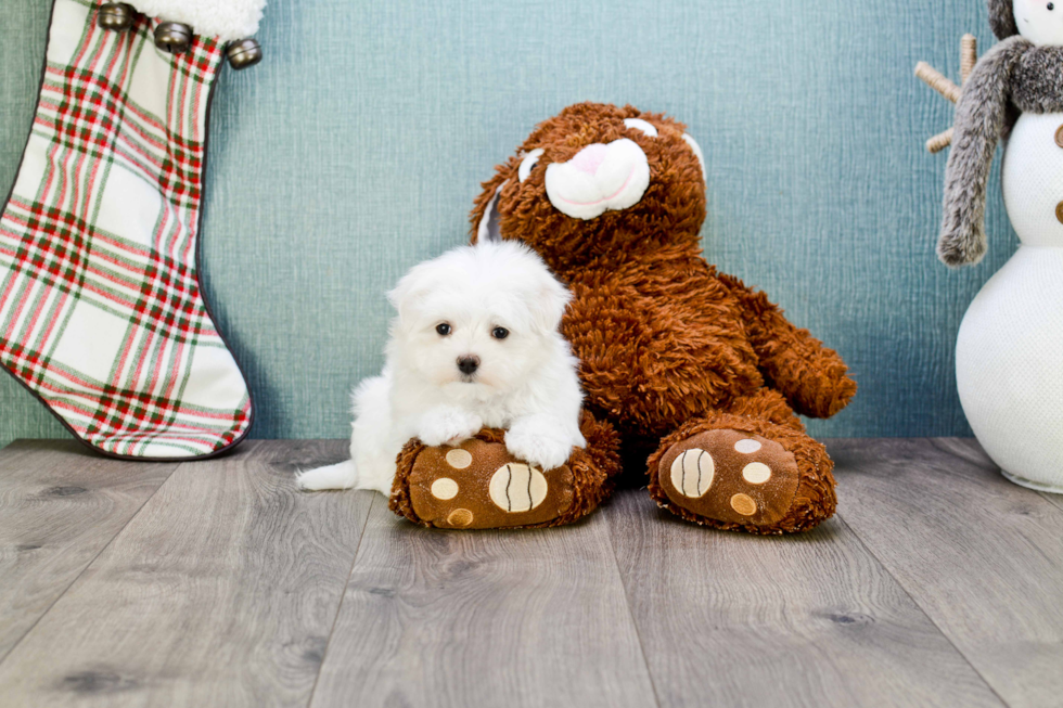 Fluffy Maltese Purebred Puppy