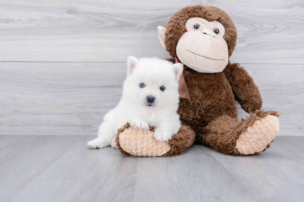 Sweet Pomsky Baby