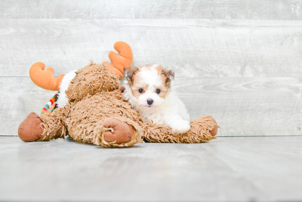 Maltipom Pup Being Cute