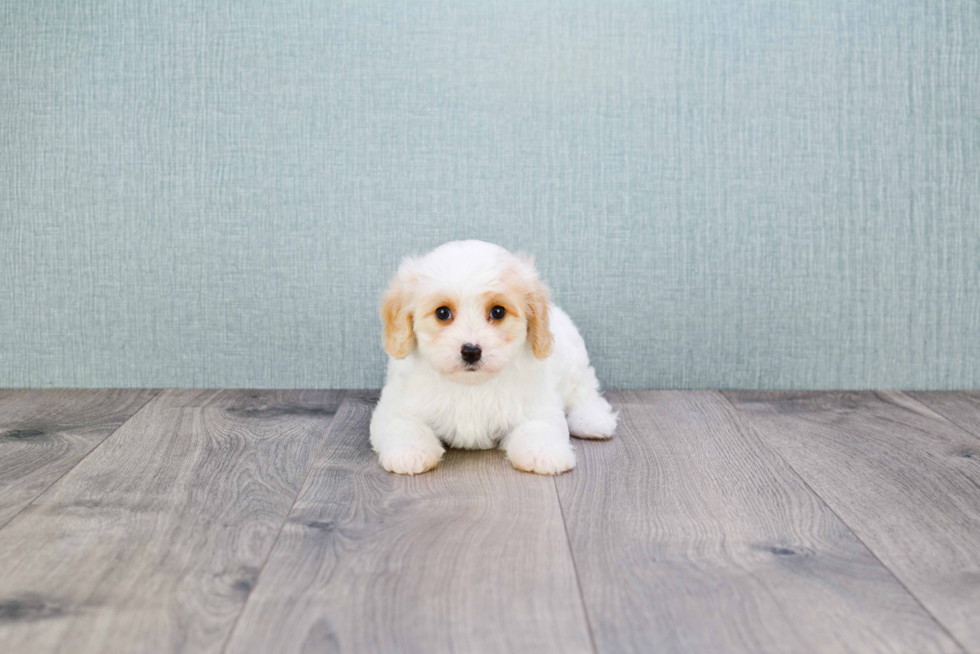 Best Cavachon Baby