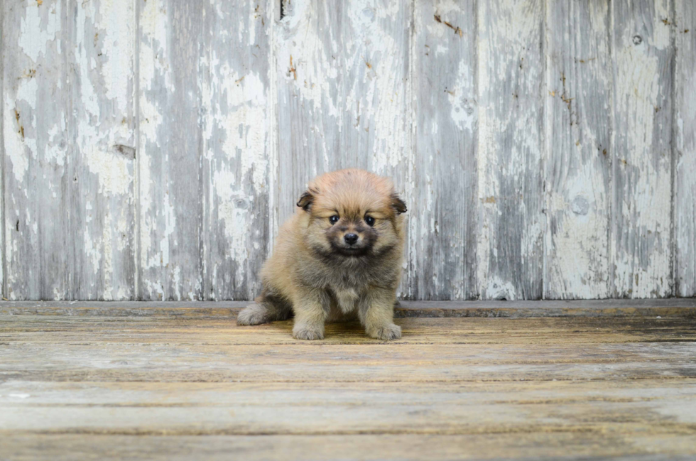 Smart Pomeranian Purebred Puppy