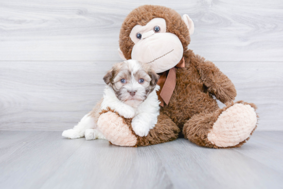 Havanese Pup Being Cute