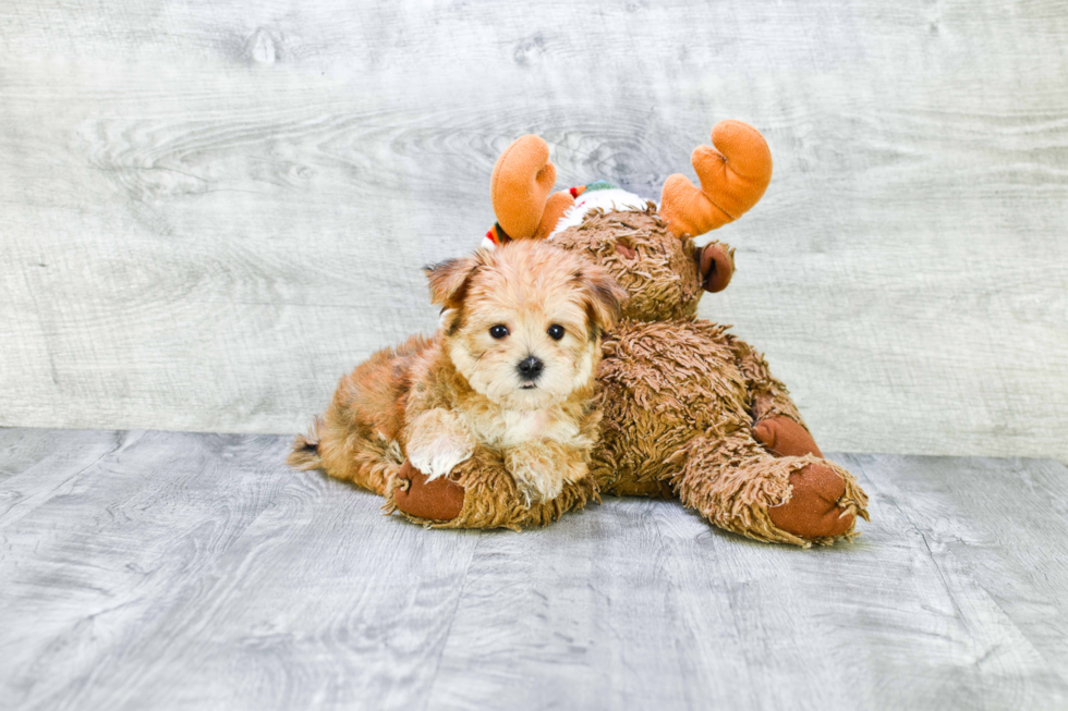 Morkie Pup Being Cute