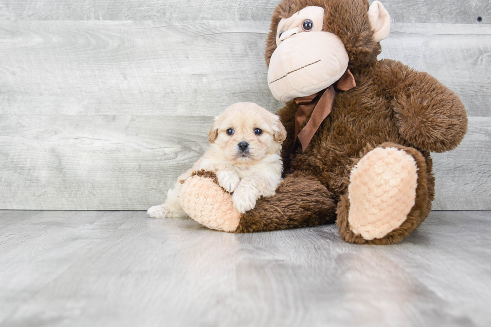 Sweet Cavachon Baby