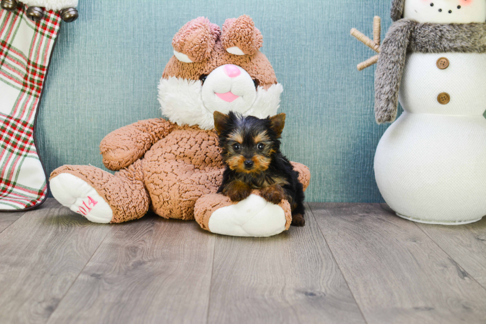 Meet Tinkerbell - our Yorkshire Terrier Puppy Photo 