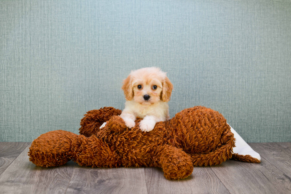 Best Cavachon Baby