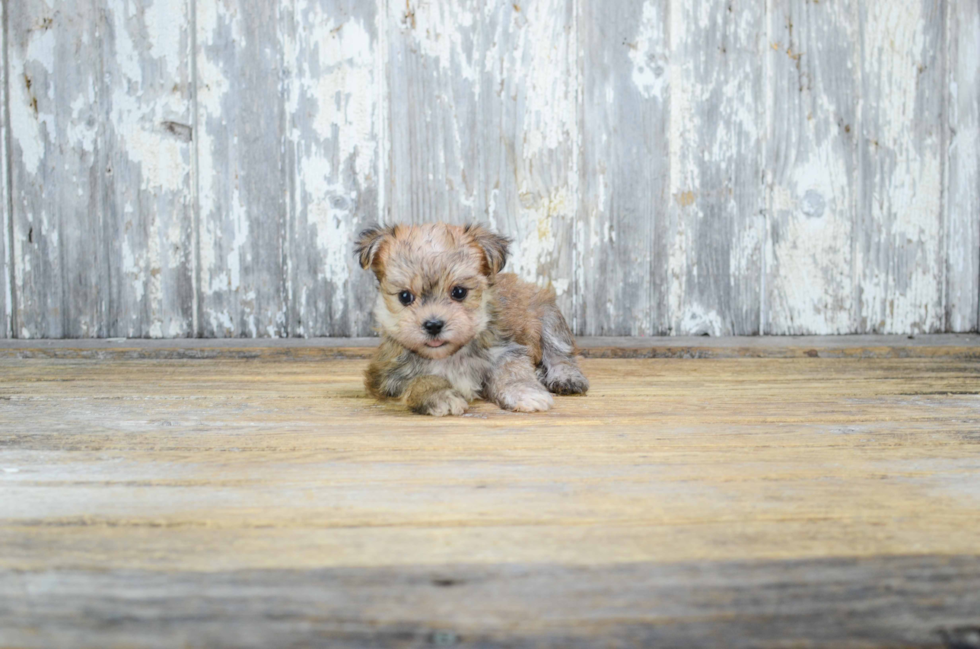 Playful Yorkie Designer Puppy