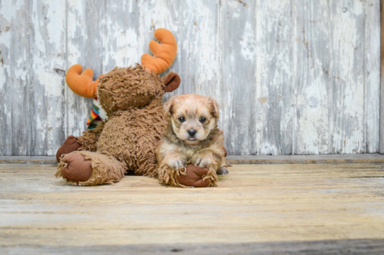 Morkie Pup Being Cute