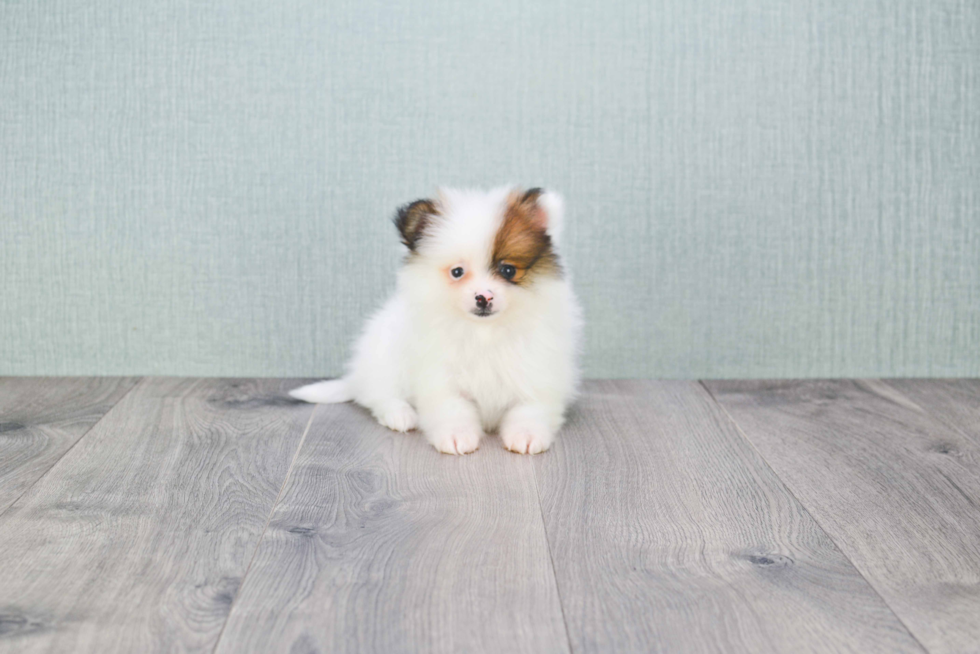 Sweet Pomeranian Purebred Puppy