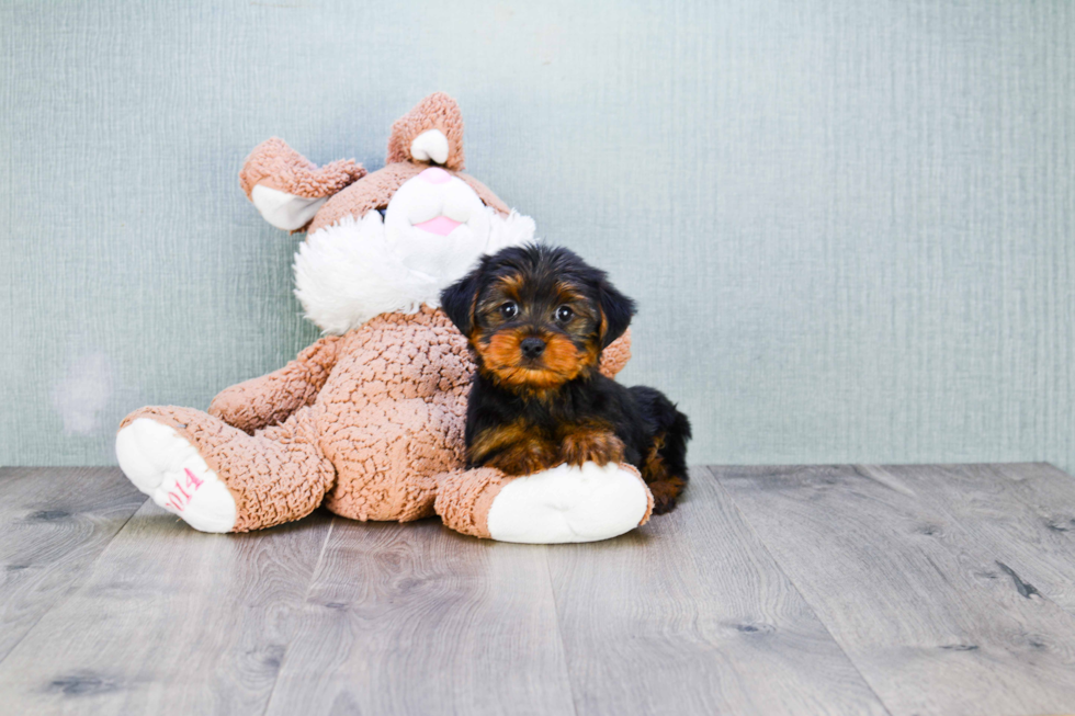 Meet Ryan - our Yorkshire Terrier Puppy Photo 