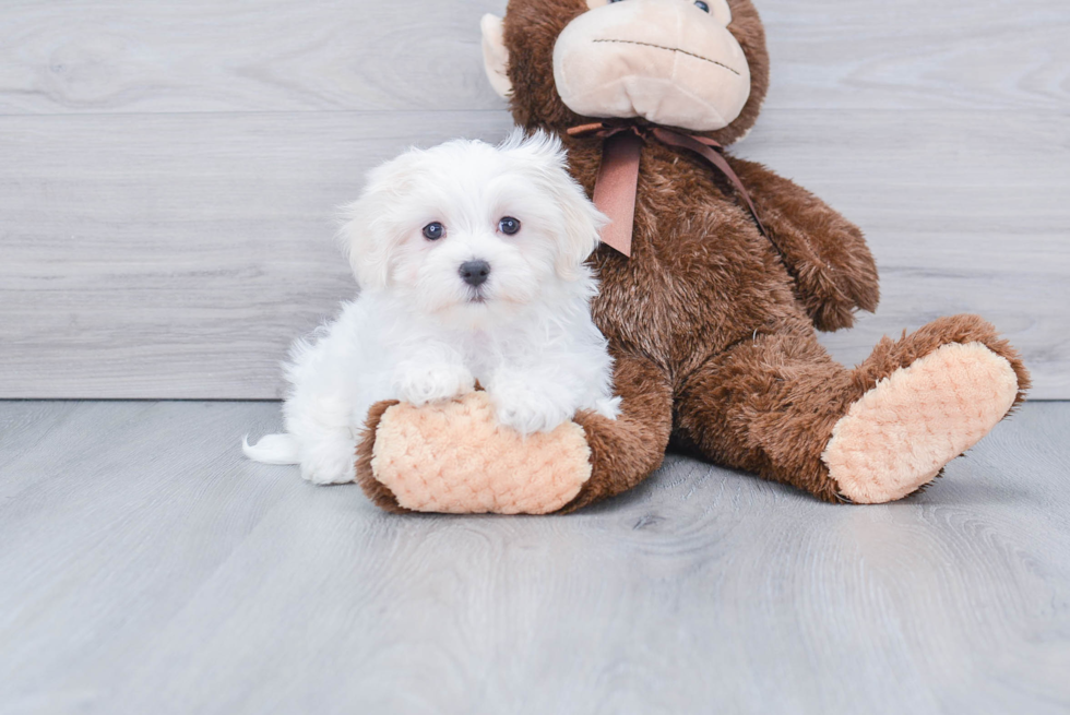 Akc Registered Maltese Baby