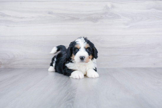 Adorable Mini Berniedoodle Poodle Mix Puppy