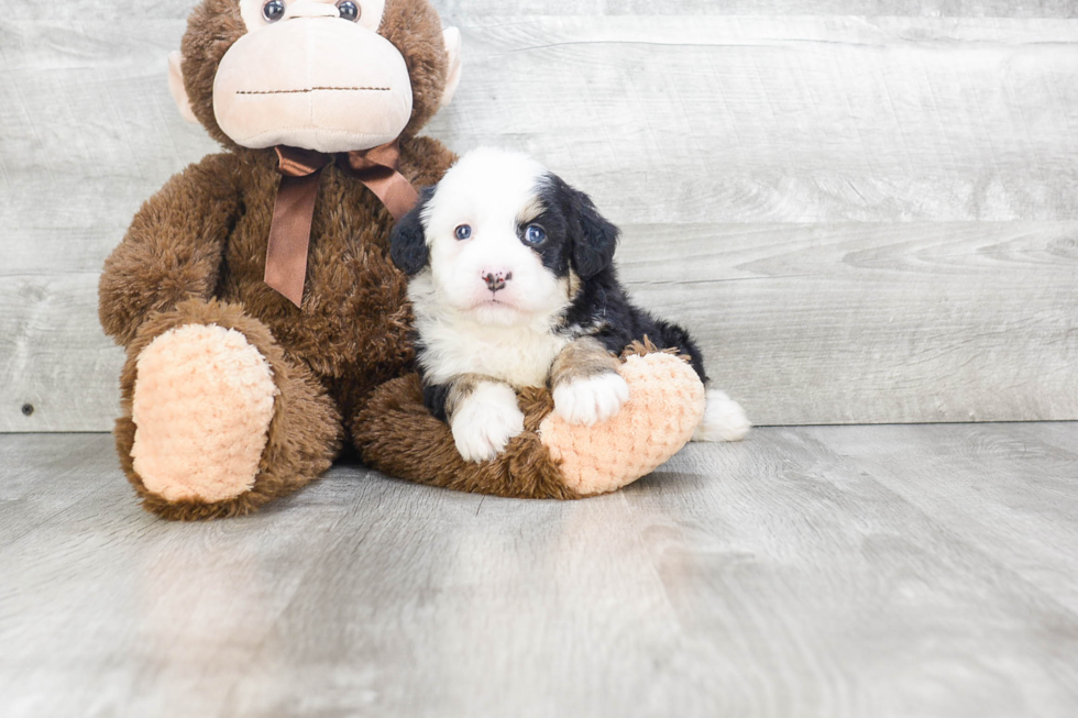 Happy Mini Bernedoodle Baby