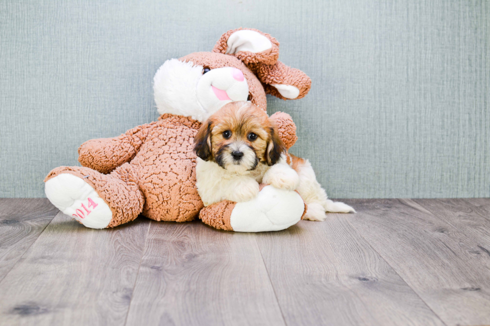 Popular Teddy Bear Designer Pup