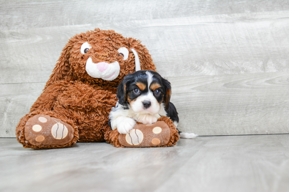 Small Cavalier King Charles Spaniel Purebred Pup