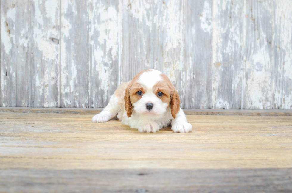 Energetic Cavalier King Charles Spaniel Purebred Puppy