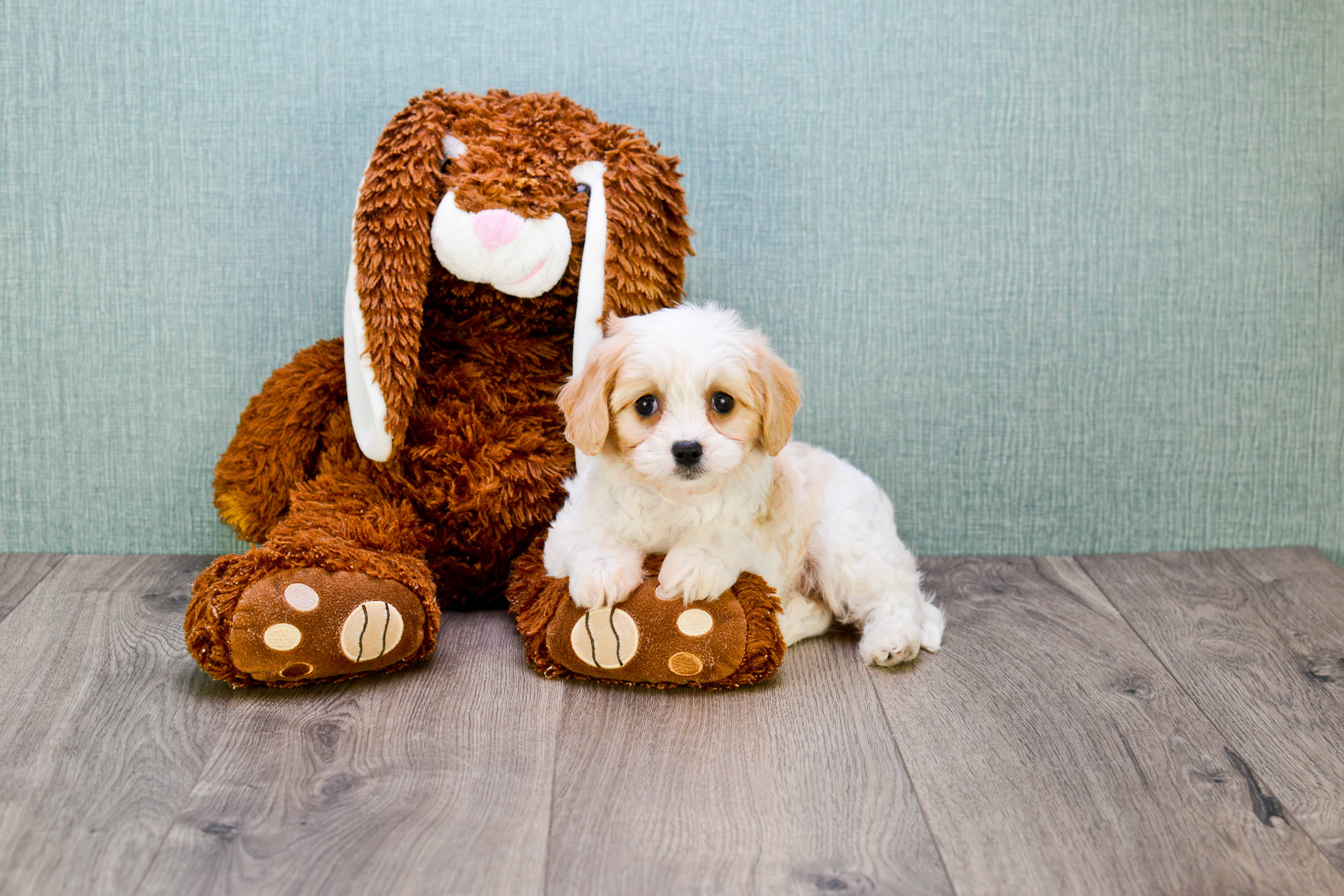 Cavachon Pup Being Cute