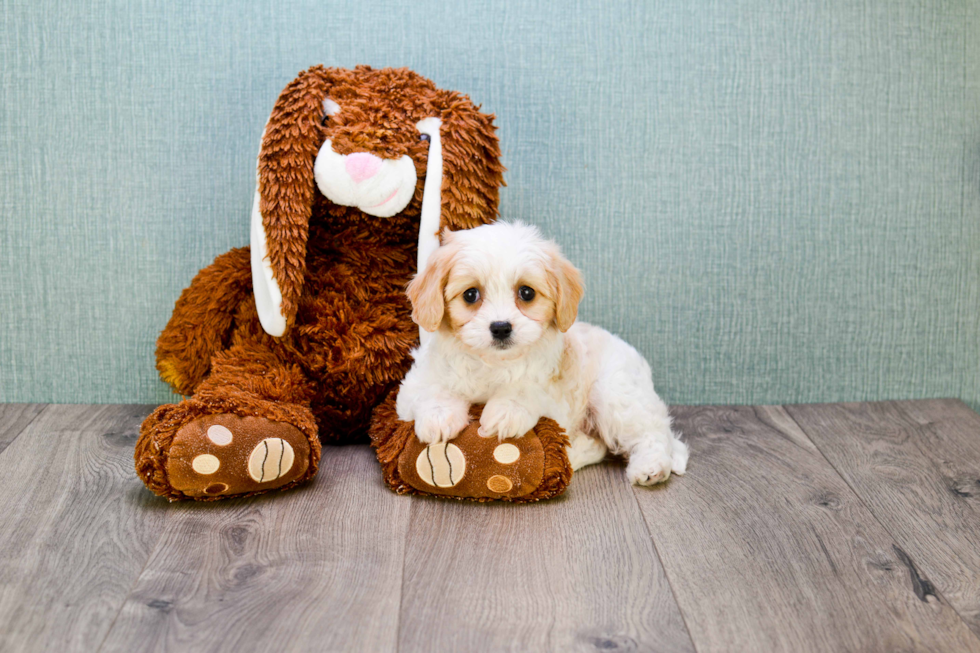 Cavachon Pup Being Cute