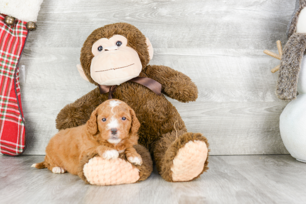 Mini Goldendoodle Puppy for Adoption