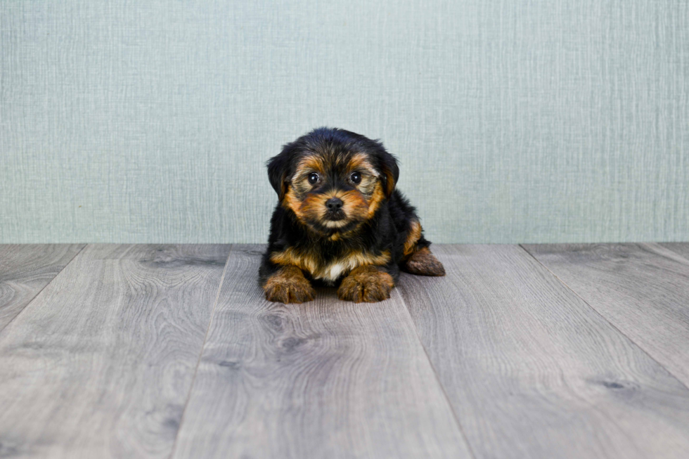 Meet Bronze - our Yorkshire Terrier Puppy Photo 