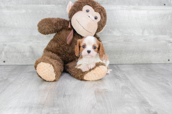 Cavalier King Charles Spaniel Pup Being Cute