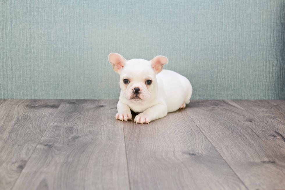 French Bulldog Pup Being Cute