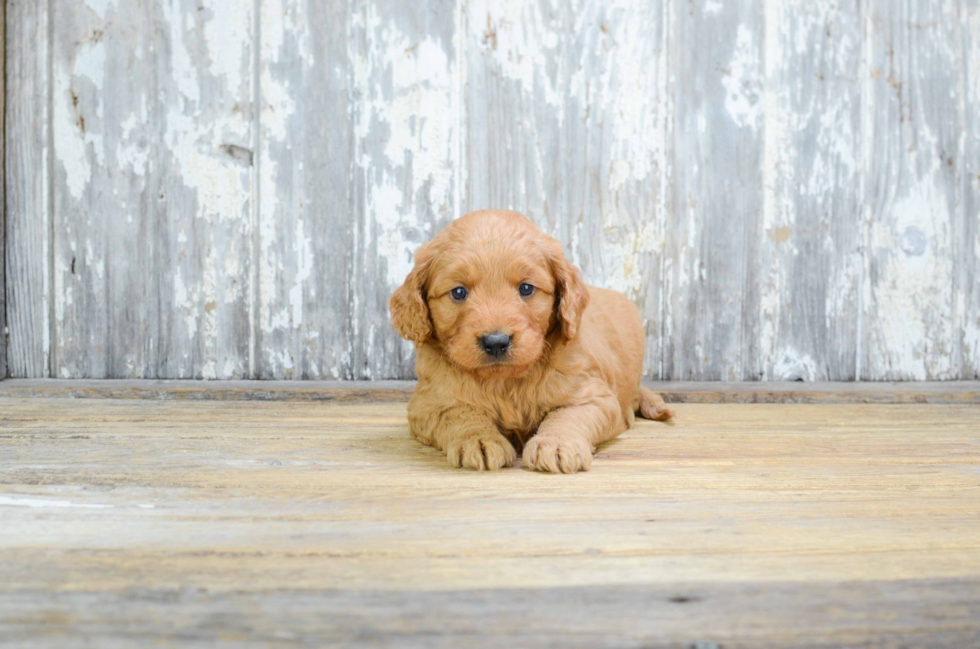 Sweet Mini Goldendoodle Baby